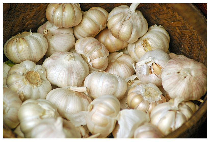 Facts about Garlic