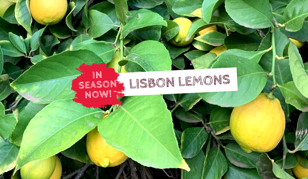 In Season Now – Lisbon Lemons