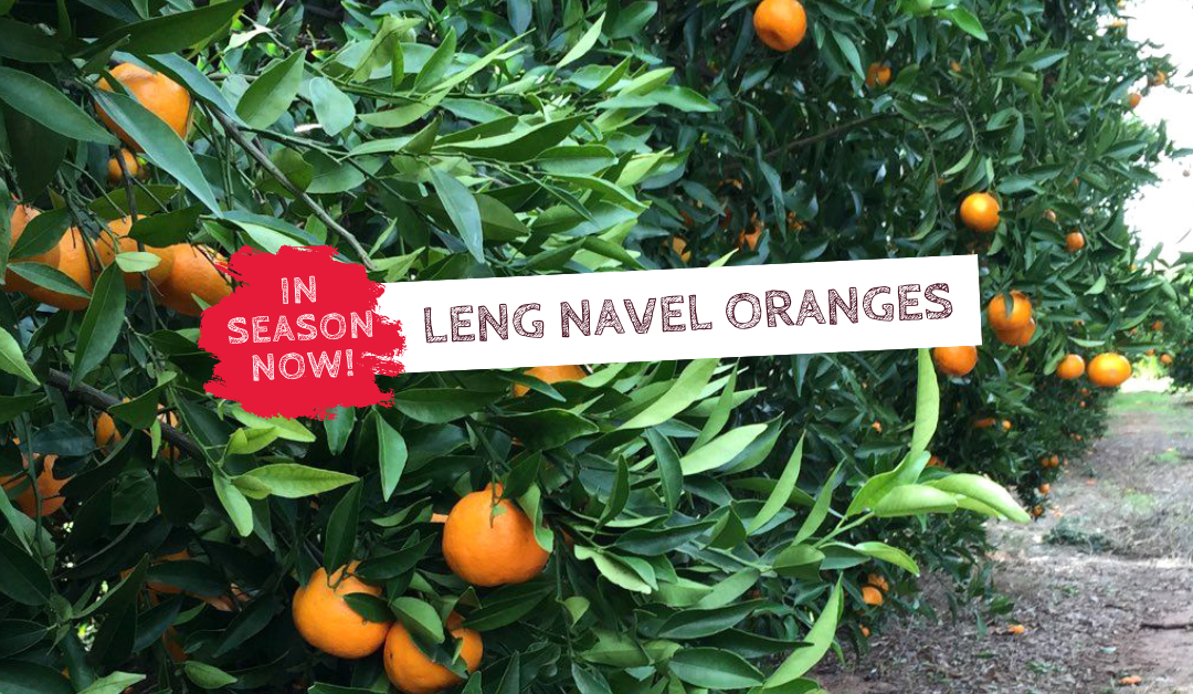 In Season Now - Leng Naval Oranges