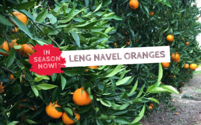 In Season Now – Leng Navel Oranges