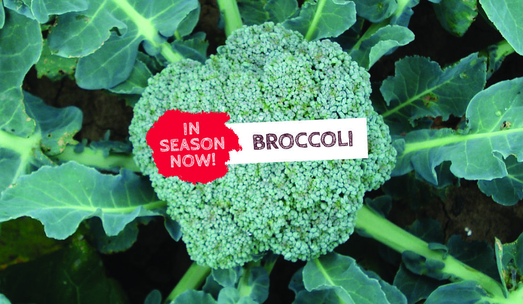 In Season Now - Broccoli