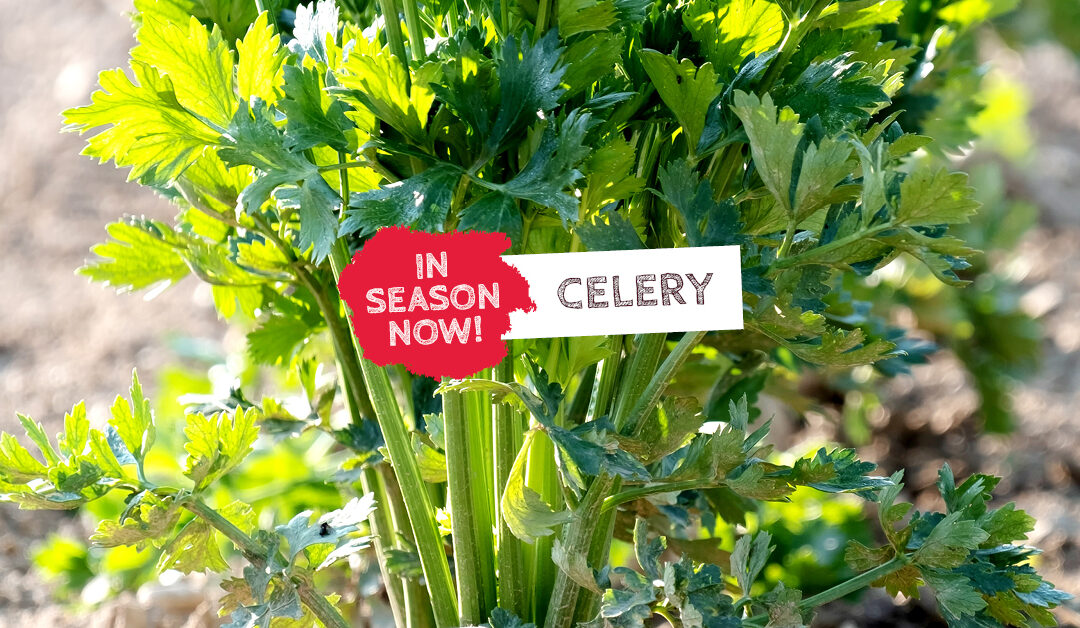 In Season Now! Celery