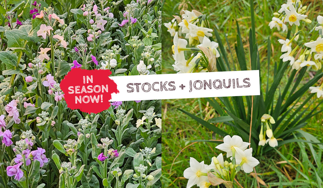 In season now - Stocks & Jonquils