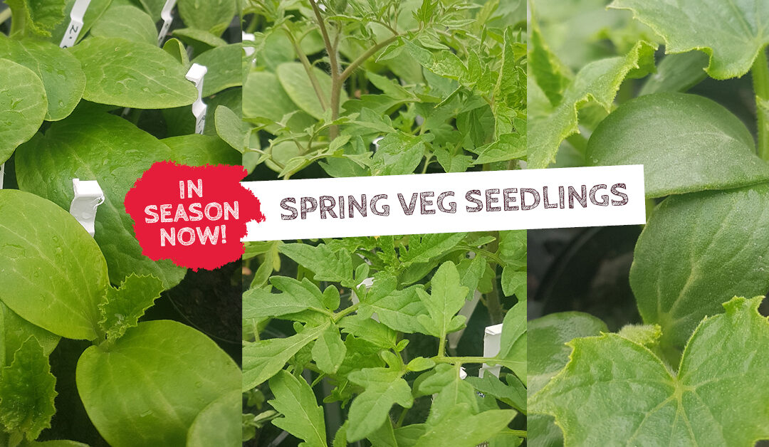 In season now - spring veg seedlings