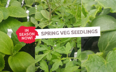 In Season Now – Spring Veg Seedlings